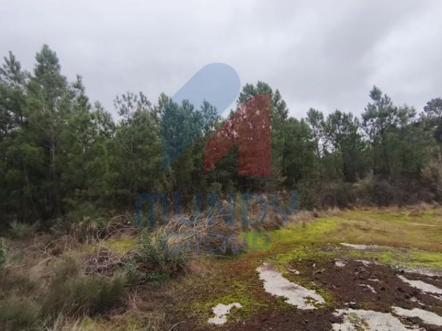 Terreno rústico com 16.000 m² em Vale Prazeres Natureza, tranquilidade e potencial