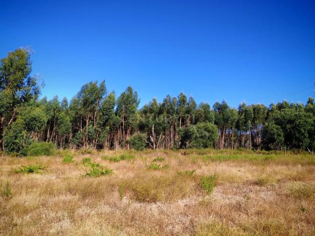 Terreno rústico com 13250 m2 em Brejo do Abade Quinta do Anjo Palmela