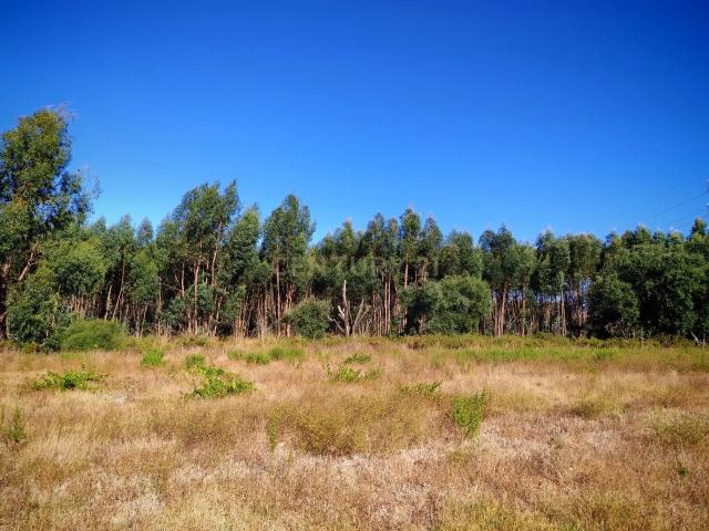 Terreno rústico com 13250 m2 em Brejo do Abade Quinta do Anjo Palmela