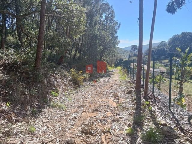 Terreno rustico com 2437m2 denominado valverde na freguesia de Santo Estevão das Galés