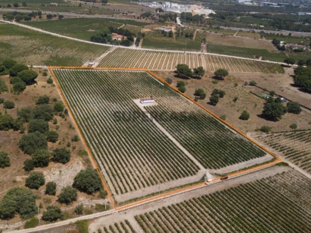 Terreno Rústico com 22.500 m² Vinha Moscatel em Produção | Palmela