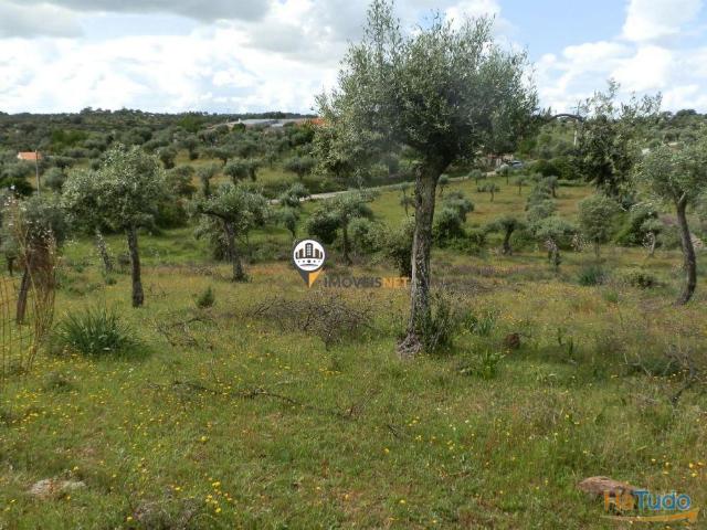Terreno Rústico com 3250m2, Venda, Mata, Castelo Branco | 26083897377