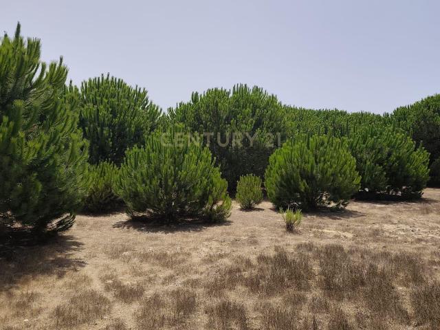 Terreno Rústico com 5.000m2 em Porto Covo, Sines