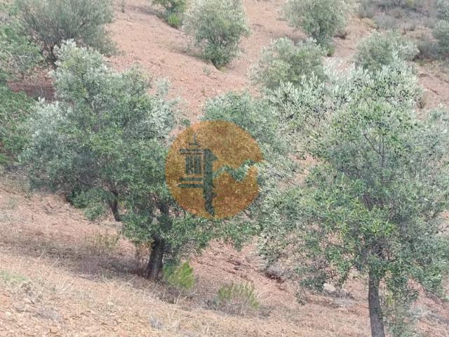 TERRENO RÚSTICO COM 5.640 M2 EM ALCARIAS GRANDES CASTRO MARIM ALGARVE