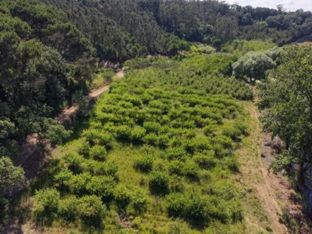Terreno Rústico com 5.900 m² junto ao Rio Arnóia