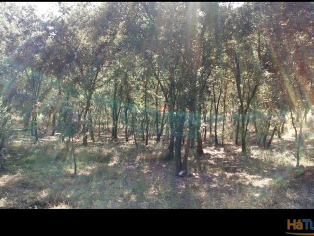 Terreno Rustico com 7400m2 | 26062522123