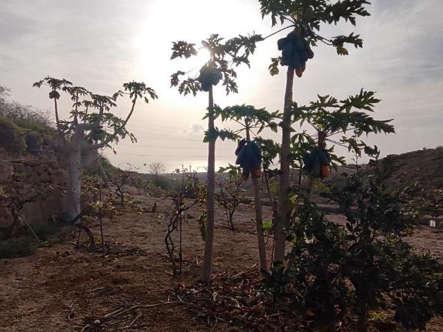 Terreno rústico con cuevas, tanque de agua y cultivo en Chimiche, Granadilla de Abona