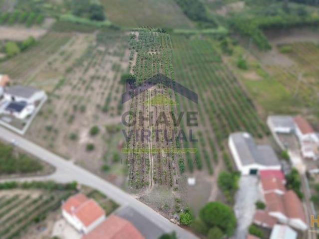 Terreno Rústico Construtível c/ 7.859 m2 Carvalhal Bombarral | 26044079097