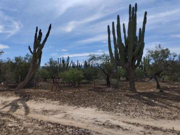 TERRENO RUSTICO CERCADO EN AGUA AMARGA, BCS