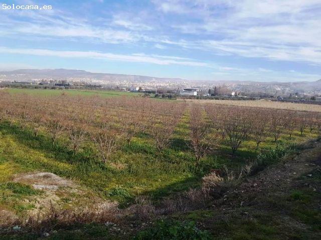 TERRENO RUSTICO A LA VENTA EN LA ZUBIA GRANADA