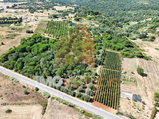 Terreno Rústico Agroflorestal com 42.400 m² – Vila Nova de São Pedro