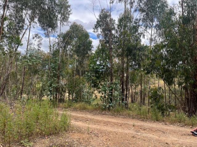 Terreno Rústico de 2,9 ha com Potencial Agrícola e Florestal Senhora do Verde, Mexilhoeira Grande