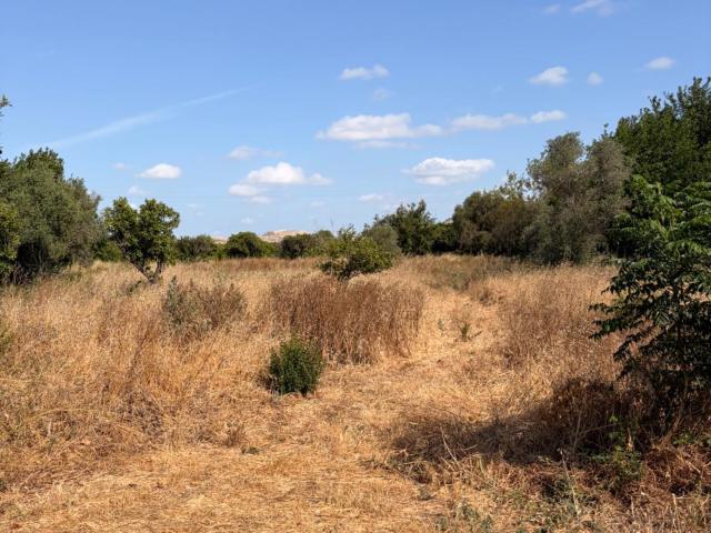 Terreno rústico de 4.300 m2 en un entorno privilegiado de la huerta de Murcia