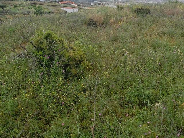 Terreno rústico de 808 m2 en Arafo, Tenerife | Excelente acceso y vistas despejadas