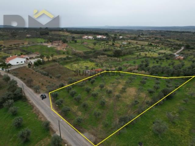 Terreno rústico de regadio com Olival em Ladoeiro