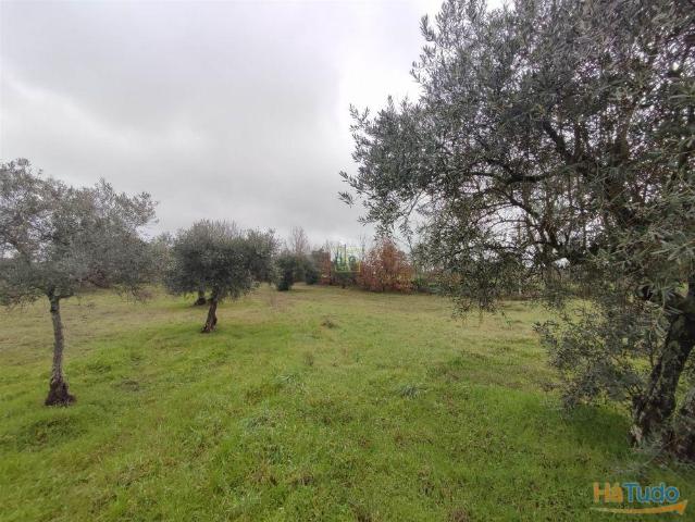 Terreno Rústico em Aldeia do Bispo | 26063614701