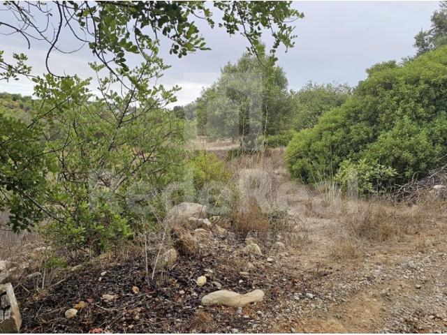 Terreno rustico em Boliqueime com alfarrobeiras e oliveiras