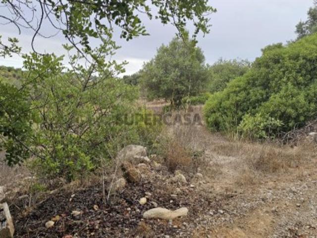 Terreno rustico em Boliqueime com alfarrobeiras e oliveiras