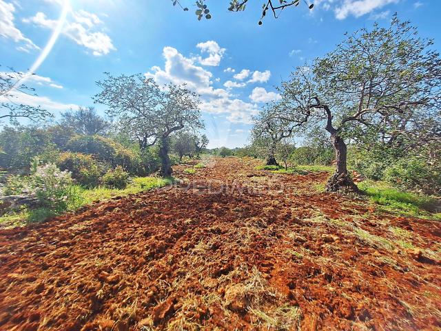 Terreno Rustico em Loulé próximo da Fábrica da Cimpor