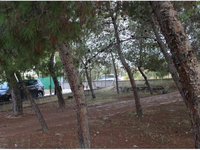 Terreno Rústico en Molina de Segura: Naturaleza y Tranquilidad a Tu Alcance