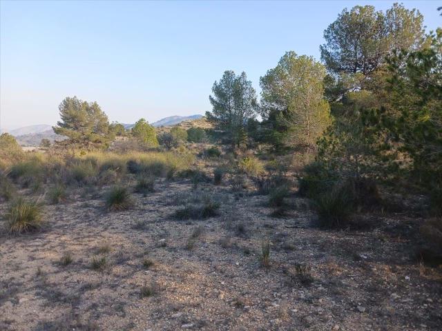 Terreno rústico en Monóvar, Alicante Oportunidad única