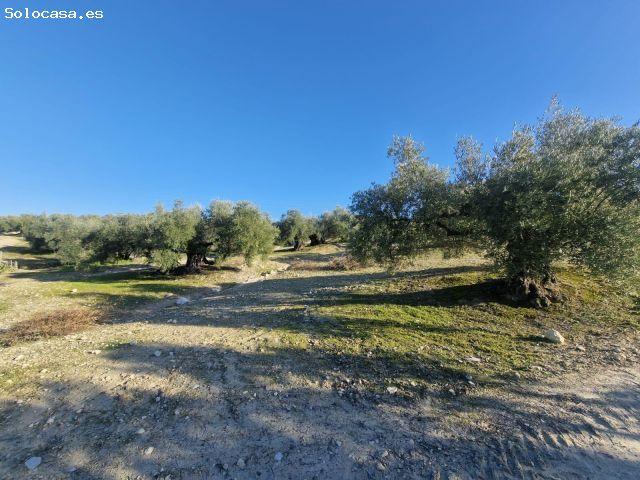 Terreno rústico en Montilla, Córdoba