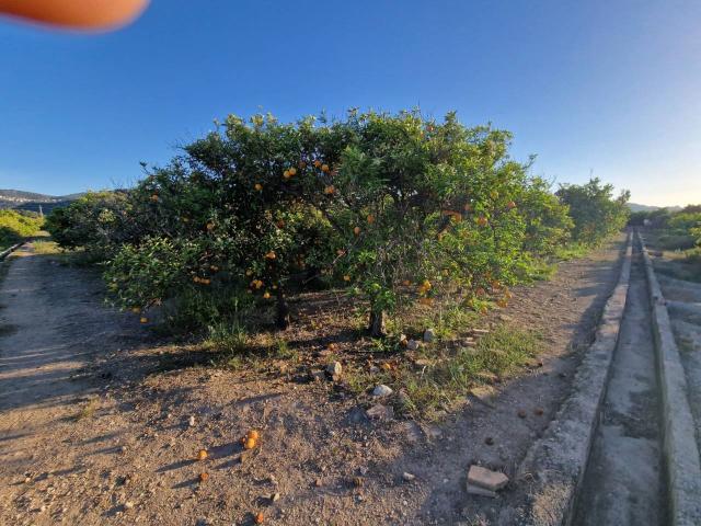 Terreno Rústico en Rafelcofer Oportunidad de Inversión Agrícola