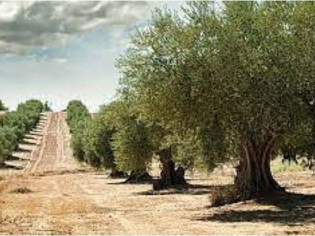 Terreno Rústico en Venta en Rosselló, Castellón