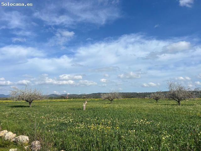Terreno rústico edificable a 1,5 km de Campos con vistas despejadas