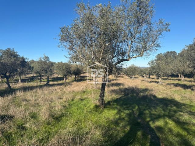 Terreno Rústico, Escalos de Baixo e Mata, Castelo Branco | BPI Expresso Imobiliário