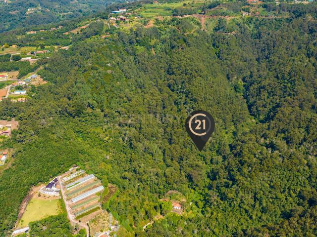Terreno Rústico Floresta Mista com 6.600 m2 Morena, Santa Cruz, Madeira