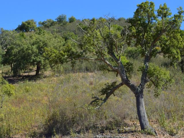 terreno Rustico, Loulé Algarve
