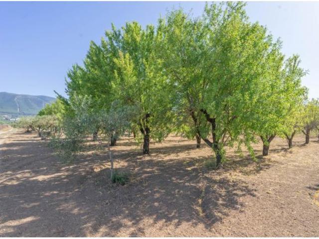 TERRENO RÚSTICO LLANO Y CON LICENCIA PARA CASA DE APEROS DE 180 M2