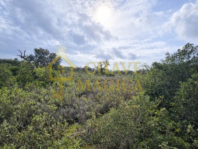 Terreno Rustico Moncarapacho Tranquilidade e Natureza no Sotavento Algarvio