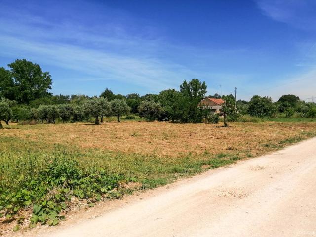 Terreno rústico, São Pedro de Tomar, Tomar | BPI Expresso Imobiliário