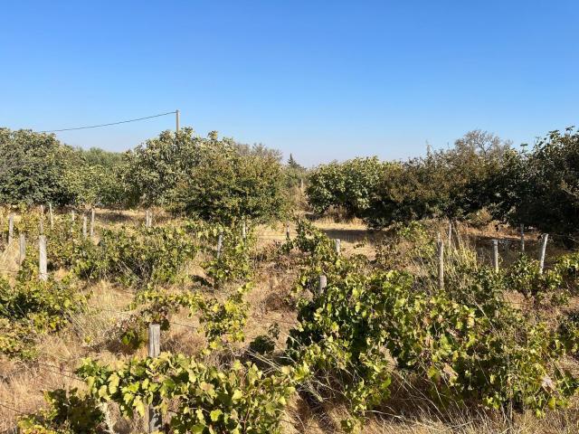 TERRENO RÚSTICO SEGREGADO de 3.000 m2 – Zona El Marquesado Puerto Real