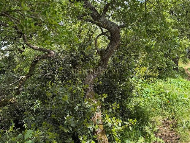 Terreno Rústico para venda