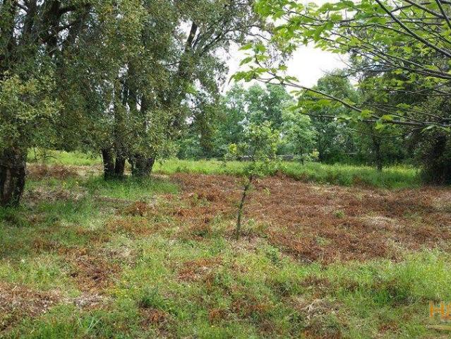 Terreno rústico, para venda, Castelo de Vide Santa Maria da Devesa | 26082836636