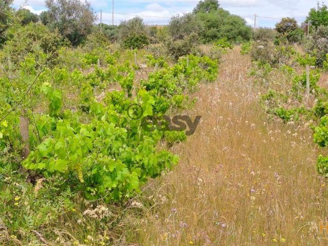 Terreno Rústico para Venda na Vidigueira, com 5.000 m² | 26064087367