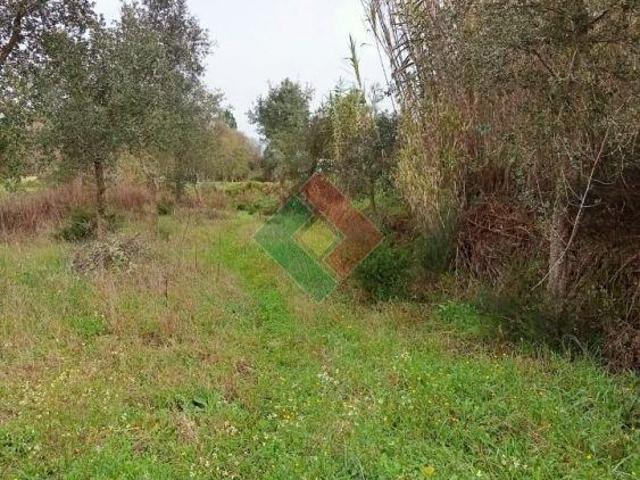 Terreno rústico, para venda, Ponte de Sor Longomel | 26063473872
