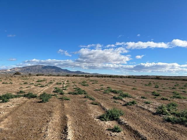 Terreno Rústico Paraje de la Alcanara, Alhama