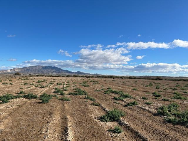 TERRENO RUSTICO PARAJE LA ALCANARA ALHAMA DE MURCIA