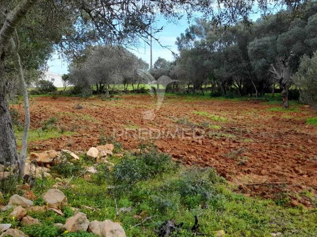 Terreno Rustico perto de Olhão