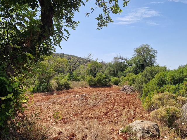 Terreno Rústico Plano – 6000 m² – Vale Mortal, Boliqueime