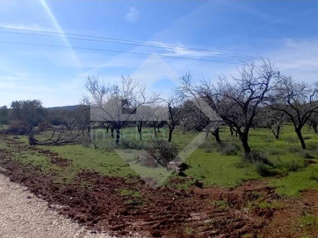 Terreno rustico proximo de Loulé