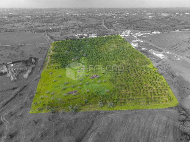 Terreno Rústico, Romeira e Várzea, Santarém | BPI Expresso Imobiliário
