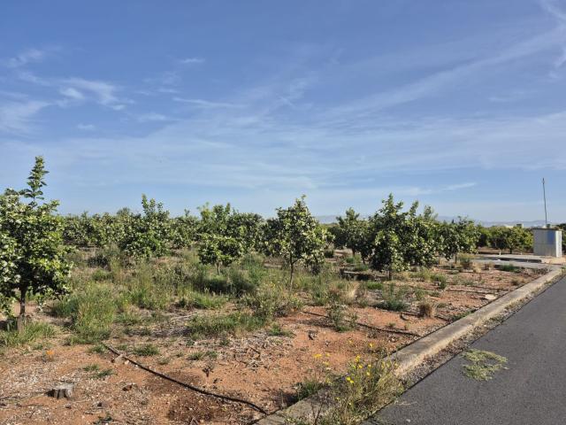 Terreno Rústico Venta Castellón