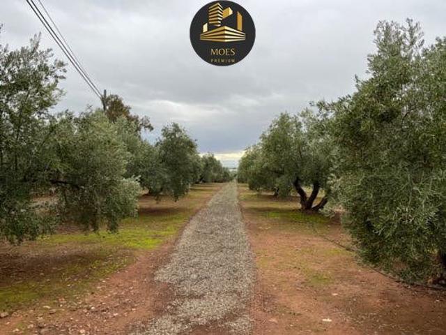 Terreno Rústico Venta Jaén