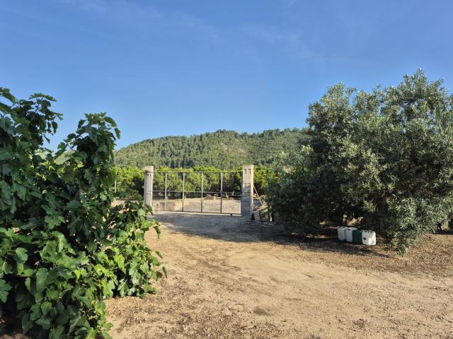 Terreno Rústico Venta Valencia