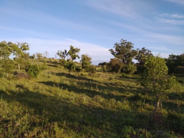Terreno rural com projeto aprovado em Santiago do Cacém
